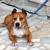 pitbull aa 1729481 08WYoU