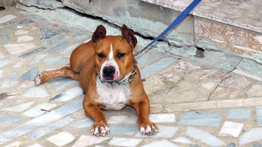 pitbull aa 1729481 08WYoU