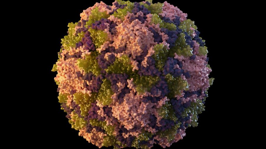 polio virus ap 1895138 4zz4qb